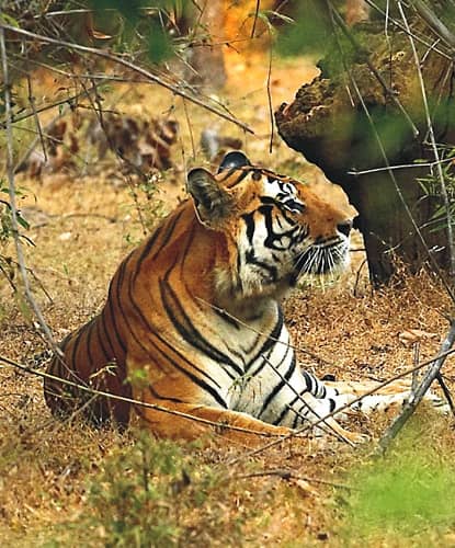 Indian wildlife tour packages