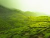 KERALA-MUNNAR