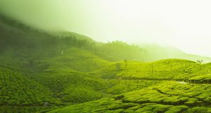 KERALA-MUNNAR