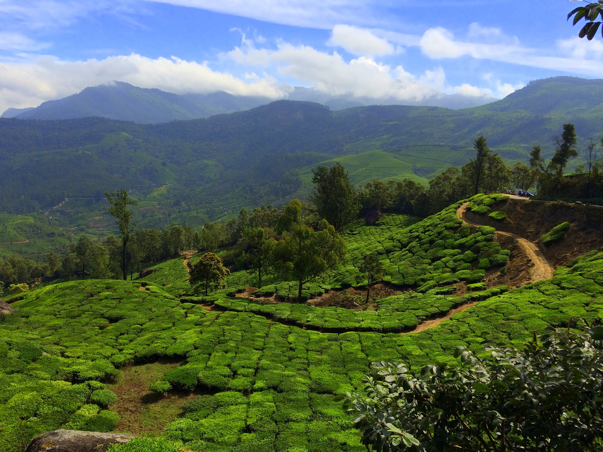 Munnar, Kerala