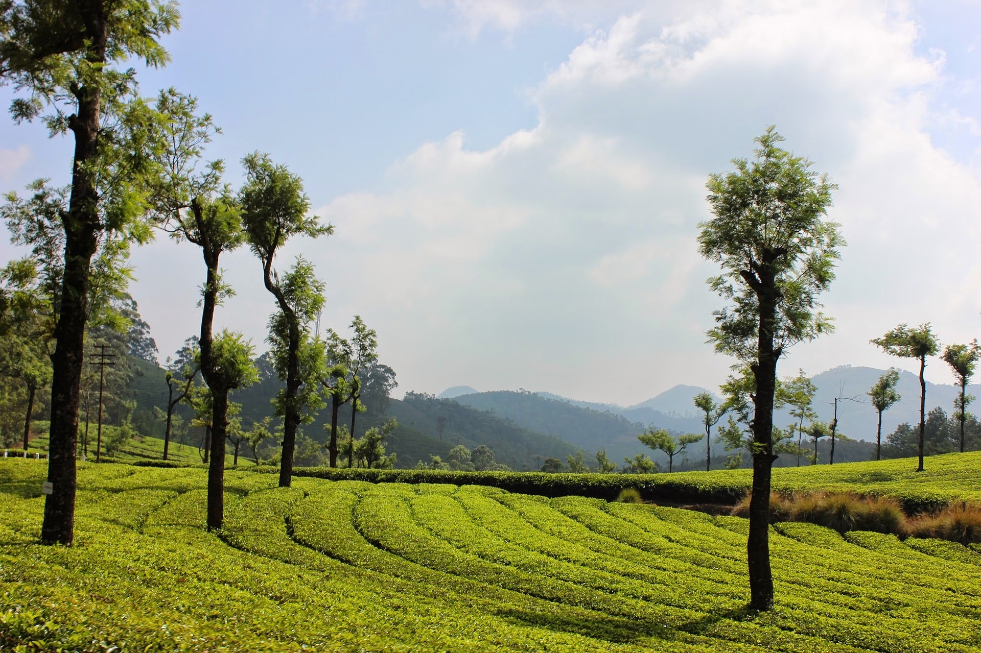 landscape Munnar Kerala