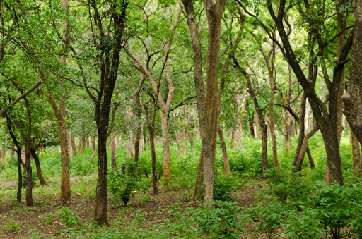 marayoor forest