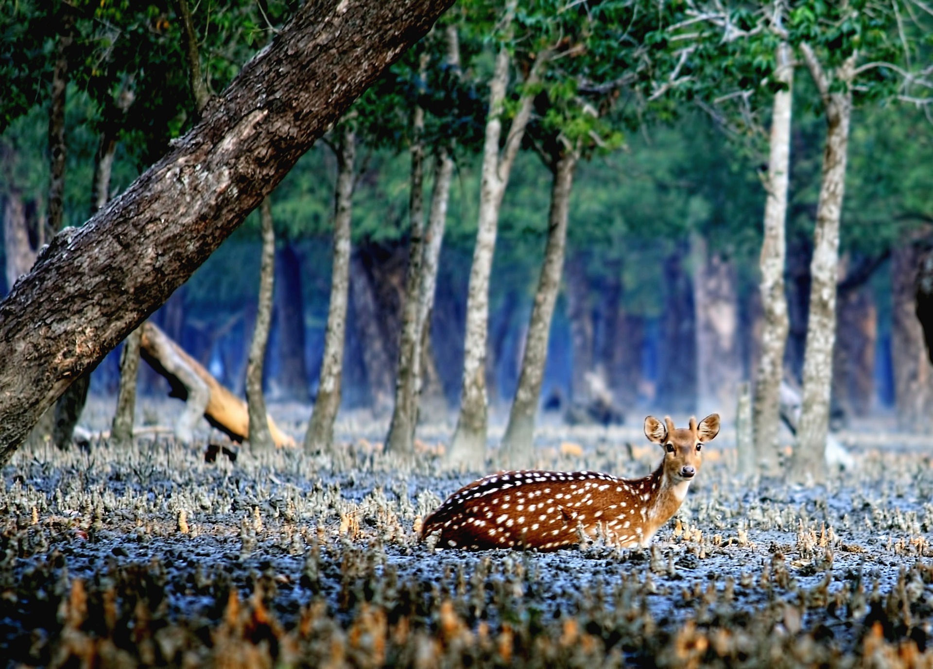 sububan-westbengal-india