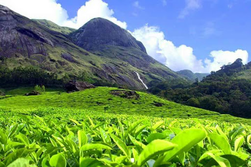 view of a tea plantation in Munnar