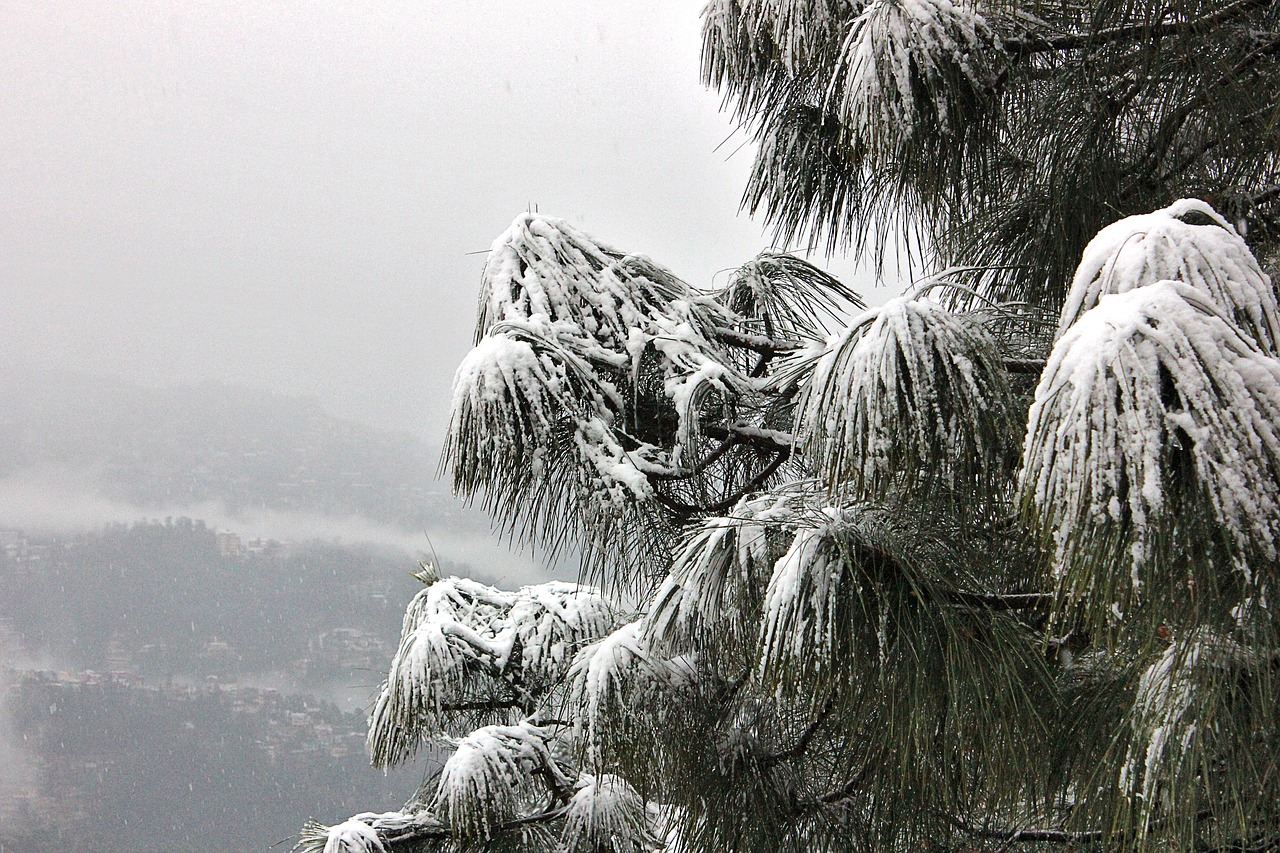 A snow covered tree in Shimla