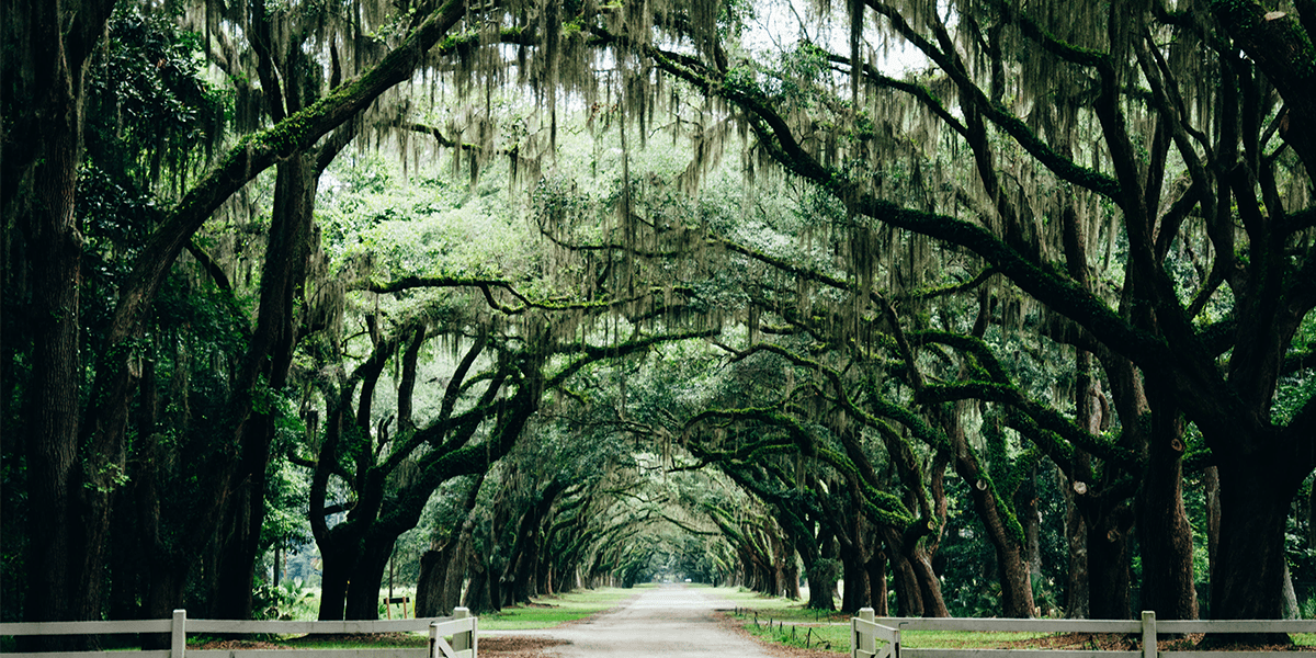 Savannah