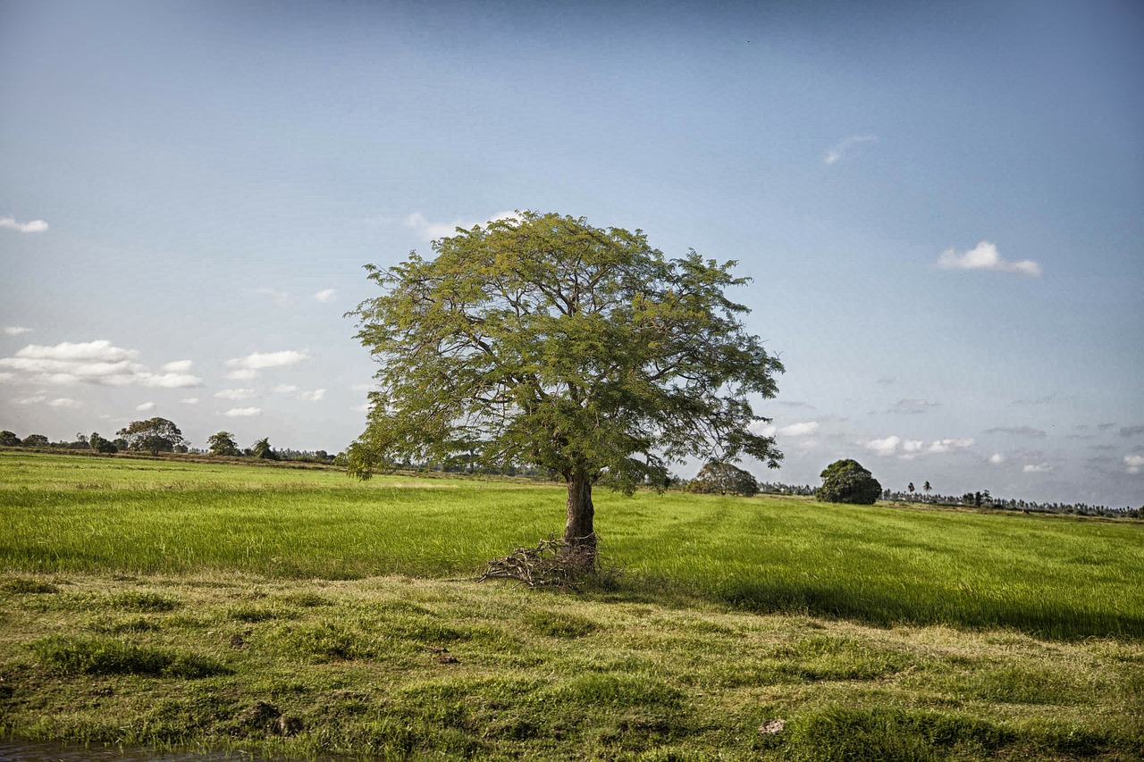 Guyana-visa free country for Indians in America |Taj Travel
